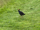 New Zealand 2026 holiday photo