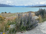 New Zealand 2026 holiday photo